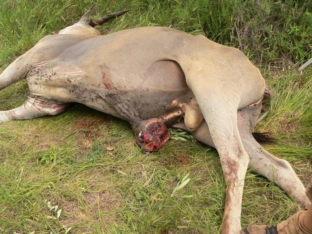 Deurlopende dip by wild en weerstandigheid